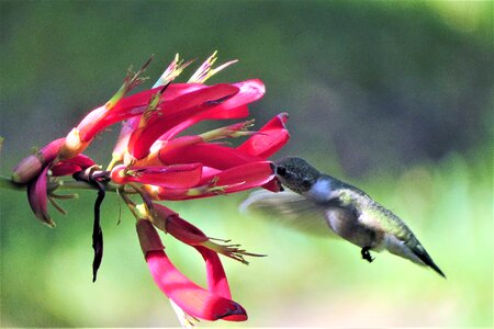 Red wildlife