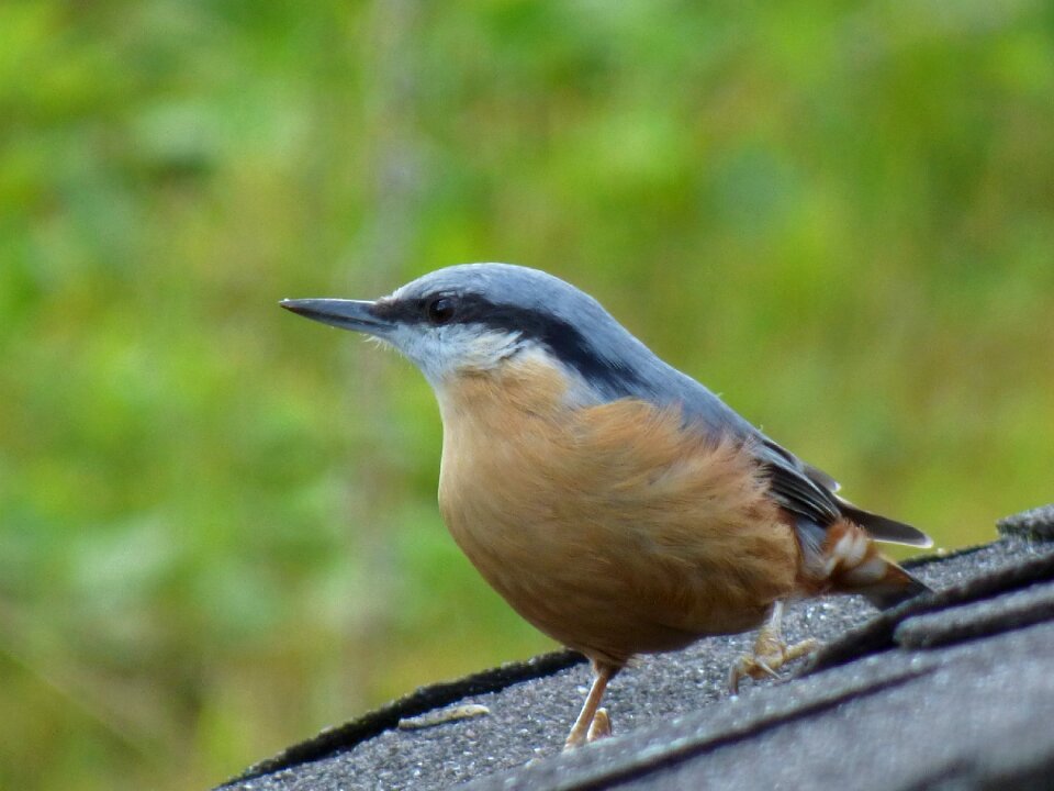 Garden nature songbird