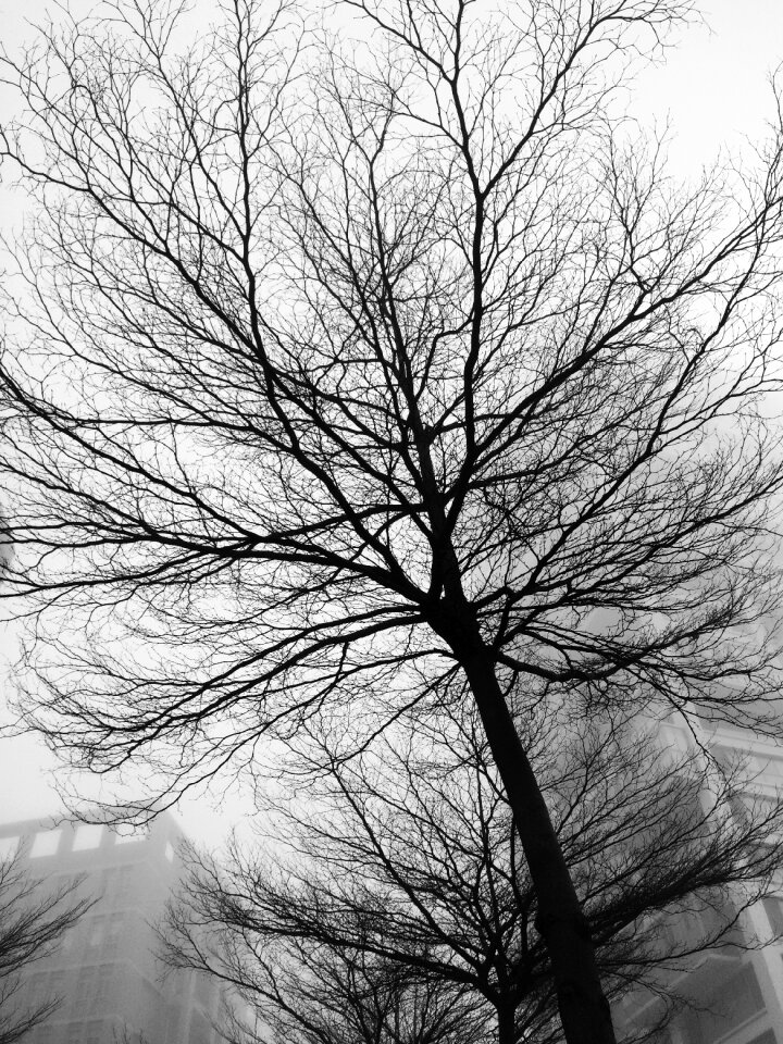 Morning fog grain