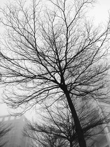 Morning fog grain