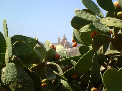 Succulent plant prickly pears mortar photo