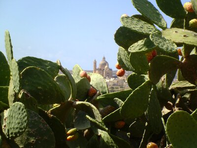 Succulent plant prickly pears mortar