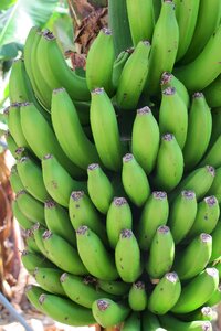 Fruits shrub fruit