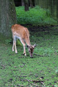 Animal scheu forest animal