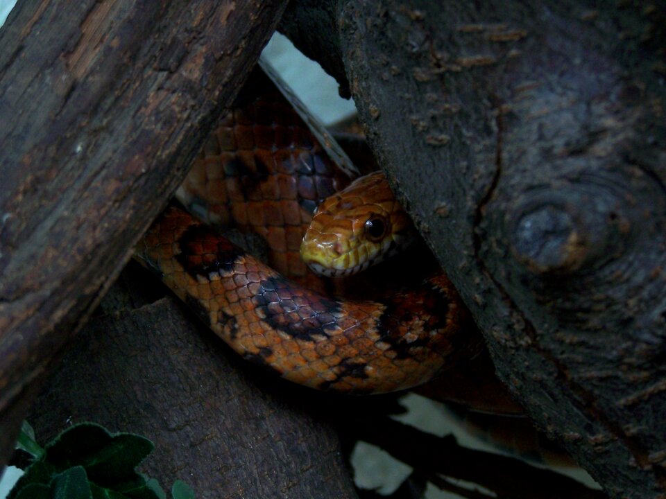 Animal wildlife nature