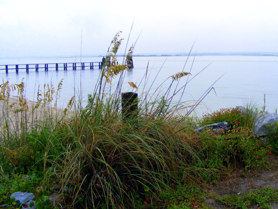Nature bald head island grass