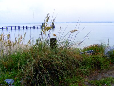 Nature bald head island grass