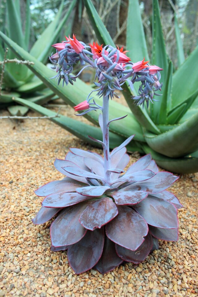 Green flower botanical