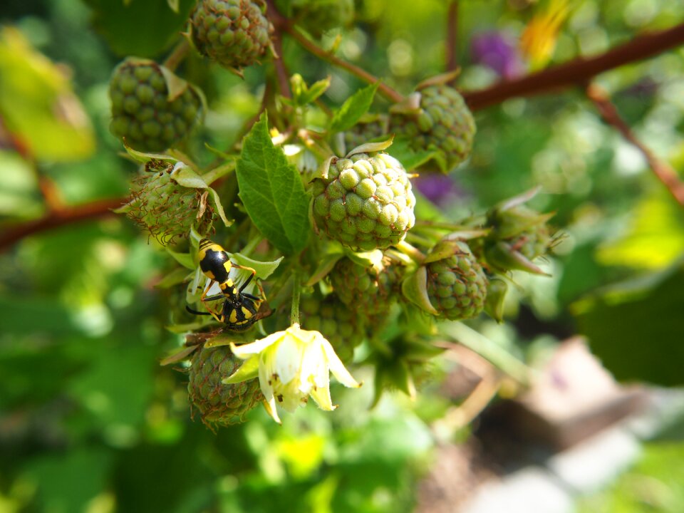 Garden insect nature photo