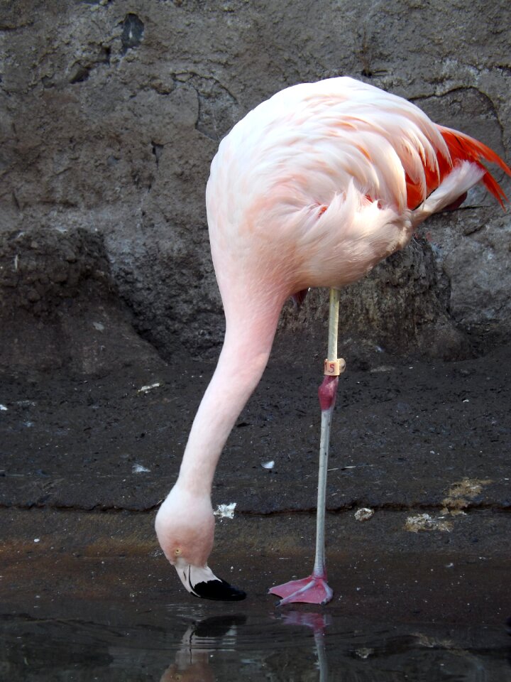 Flamenco birds zoo