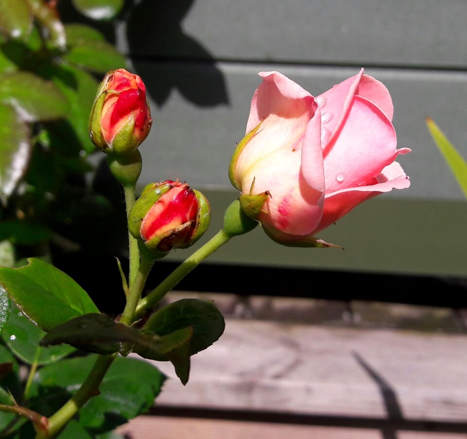 Buds pink buds flower