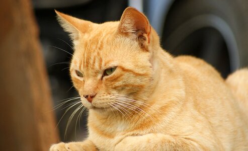 Silhouette feline domestic animal photo