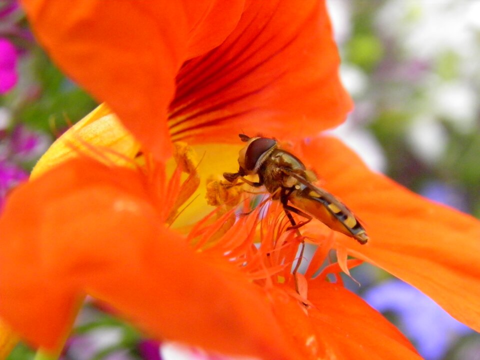 Fly plant summer
