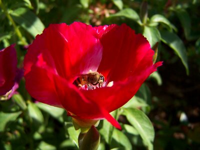 In the nectar pollination