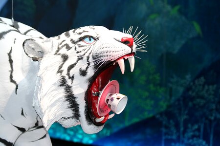Predator white tiger dangerous photo