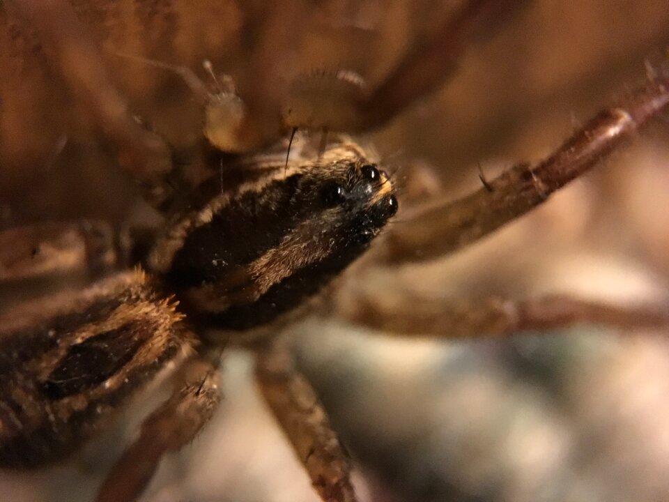 Arthropod brown wolf
