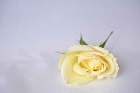 White rose wedding invitation photo