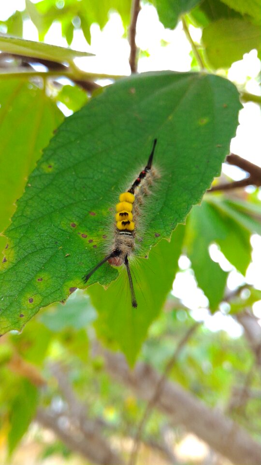 Bug wildlife nature