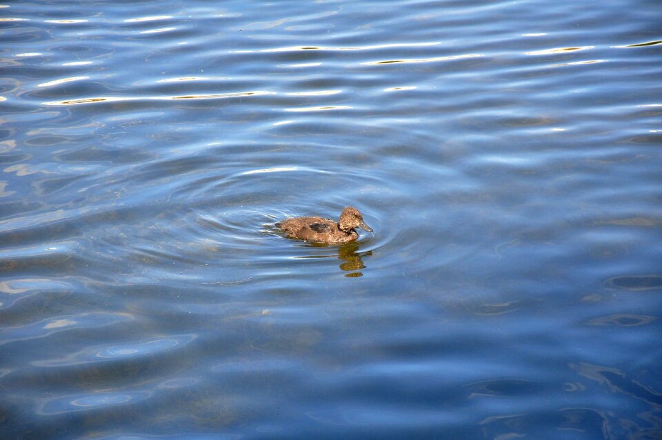 Waterfowl kid gray duck