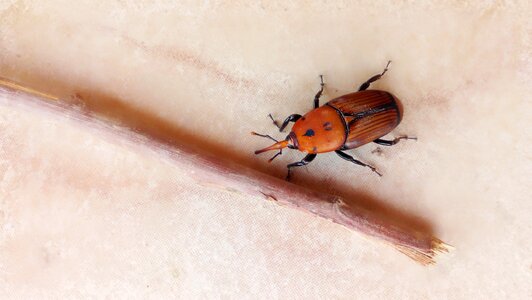 Beetle beetle red small