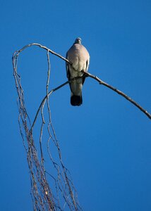 Wing feather pigeon photo