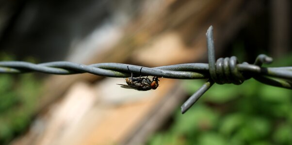 Fly bichito barbed wire is