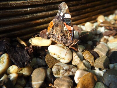 Garden insect nature