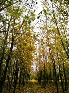 Defoliation wither die photo