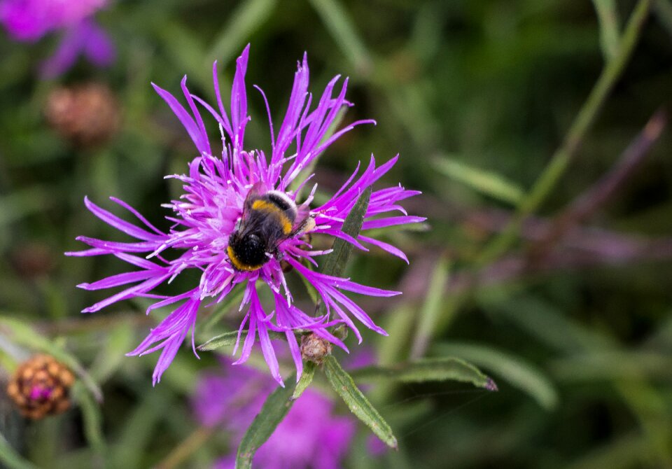 Insect blossom bloom