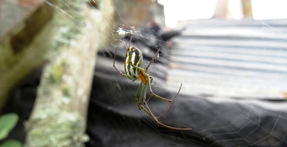 Spider bichito macro