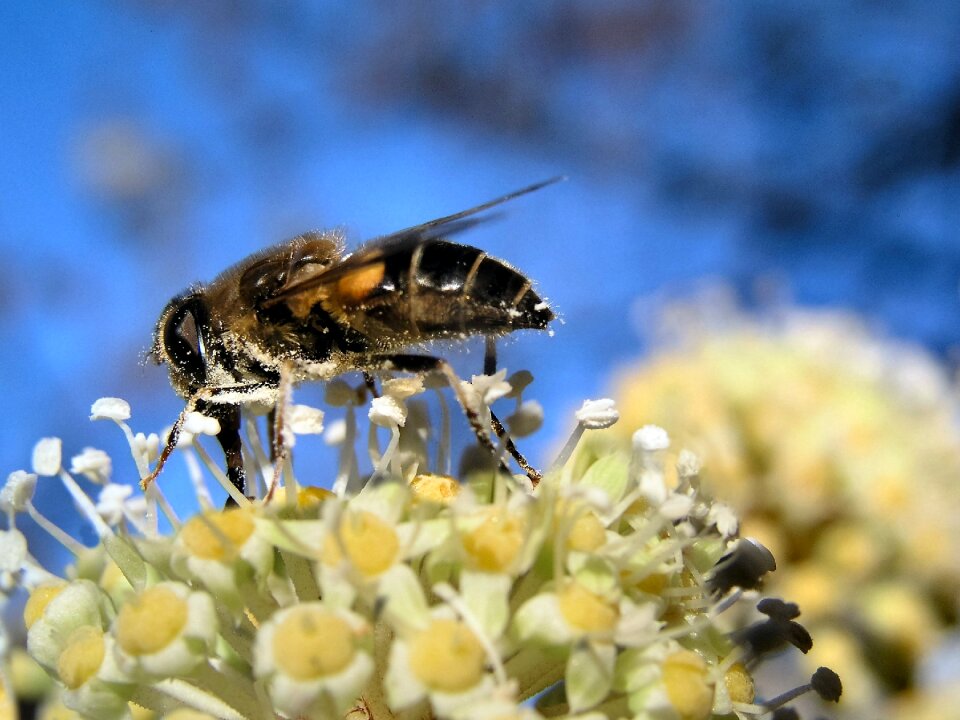 Nature blue bee