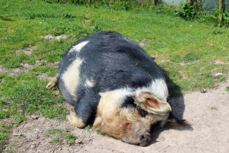 Farm domestic nature