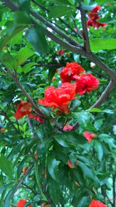 West china university of plant pomegranate