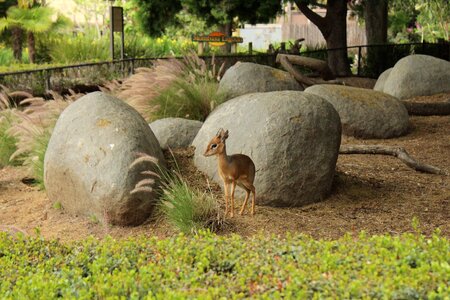 Wild wildlife nature