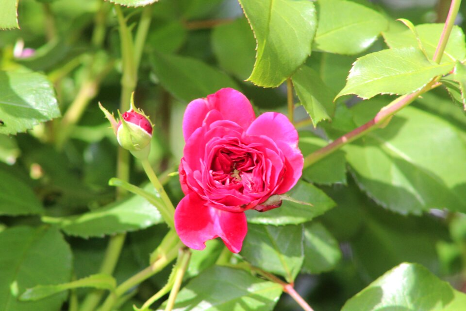 Open rose garden roses rose pink