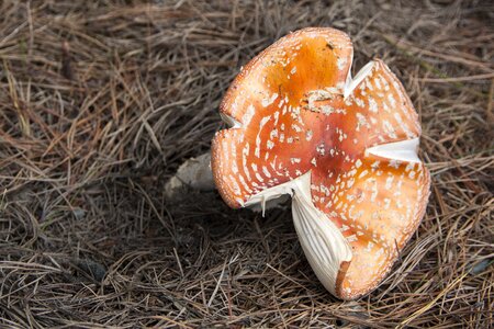 Orange brown