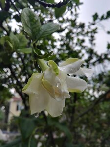 Gardenia rain white