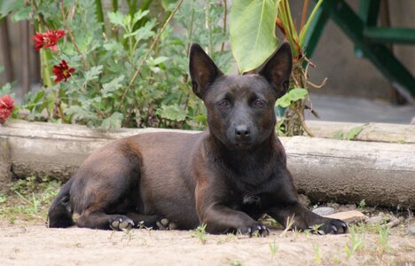 Pet canine finlandia