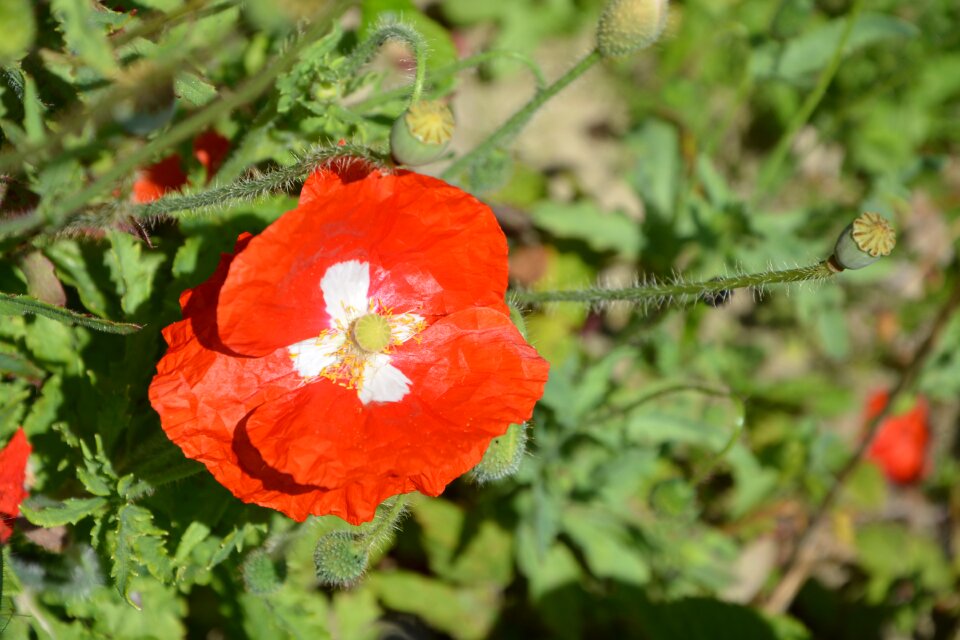 Red flower wild flower