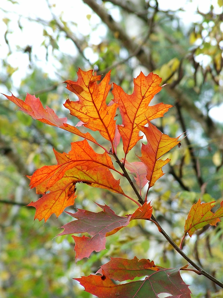 Colorful forest fall foliage