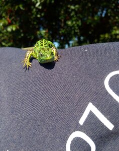 Reptile animal green
