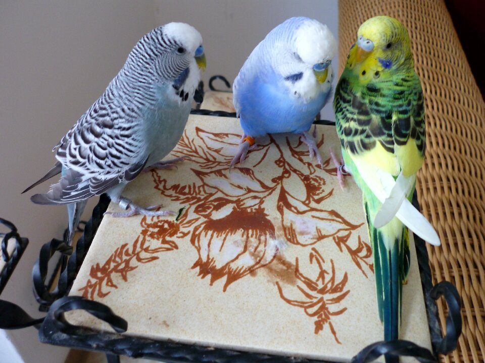 Green light blue animal