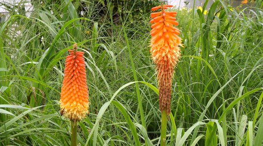 Flowering plants garden nature
