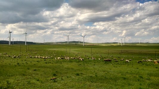 Windmill huitengxile sheep