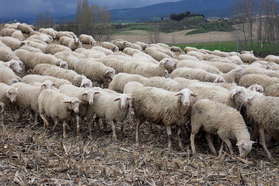 Flock of sheep animals spain
