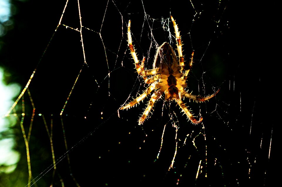 Nature macro nature backlight