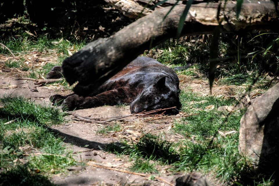 Zoo nature wildlife