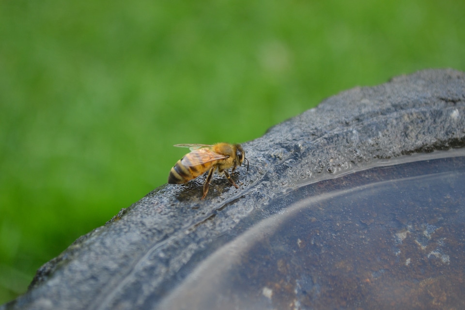 Water drink insect