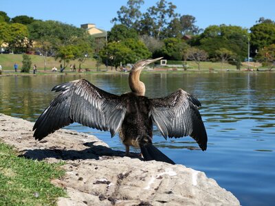 Wildlife australian darter