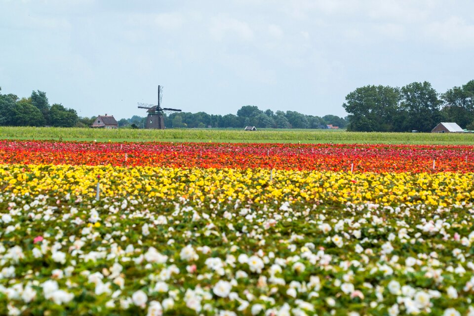 Summer blossom bloom